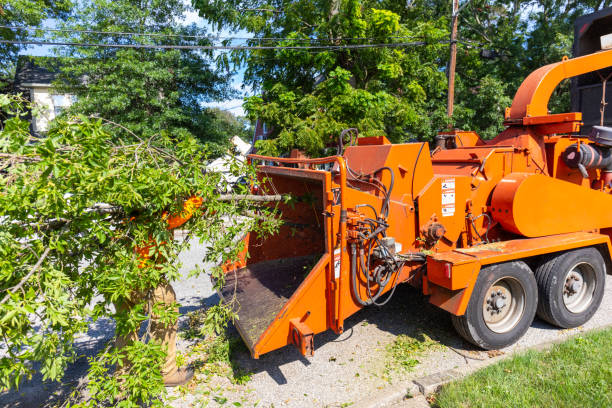 Tree Service Company in Duryea, PA